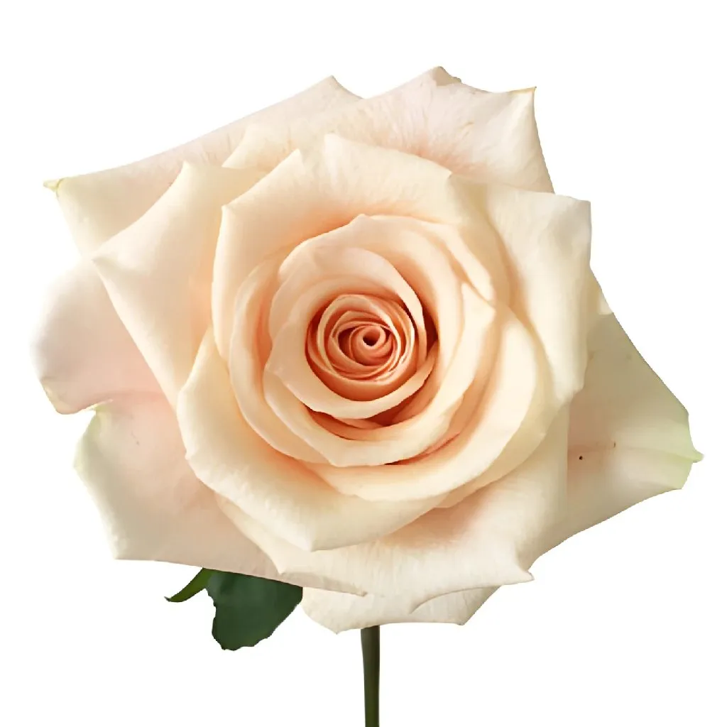 Peaches and Cream Rose