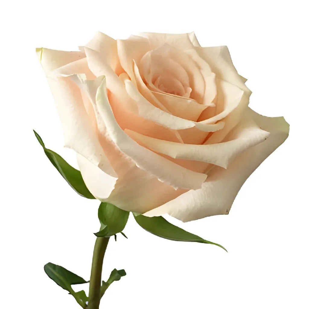 Peaches and Cream Rose