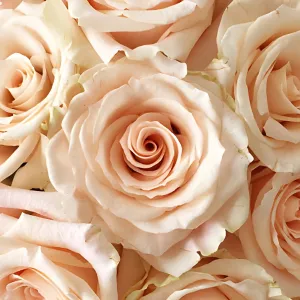 Peaches and Cream Rose
