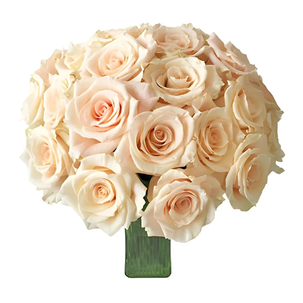 Peaches and Cream Rose
