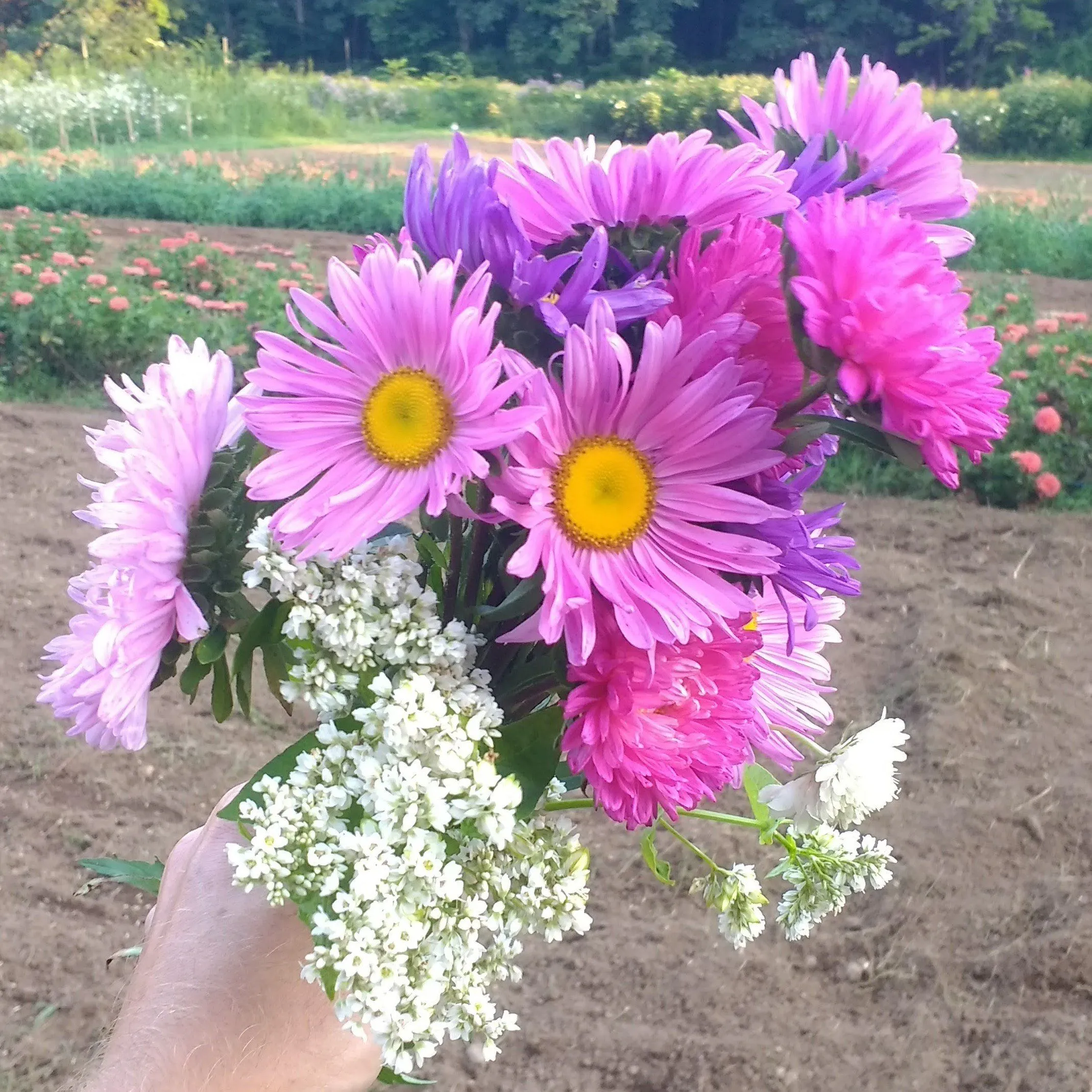 Powder Puff Aster