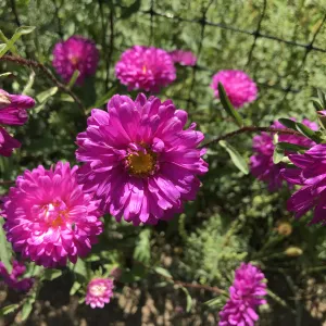 Powder Puff Aster